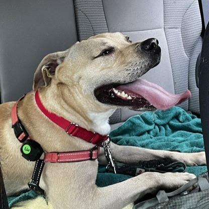 Skyler, Adoptable, Adult Male Mixed Breed.