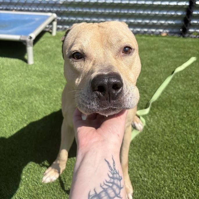 Skyler, a Adoptable Mixed Breed in Pittsburgh, PA image 2/6