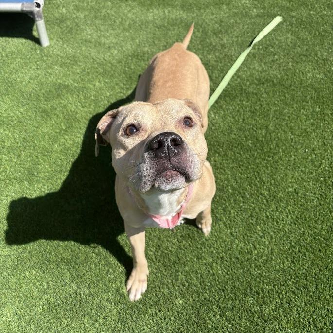 Skyler, a Adoptable Mixed Breed in Pittsburgh, PA image 3/6