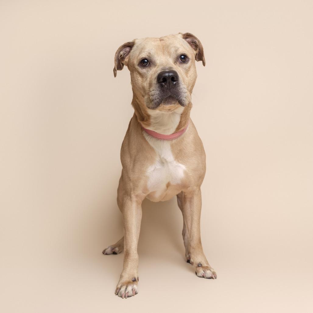 Skyler, a Adoptable Mixed Breed in Pittsburgh, PA image 4/6