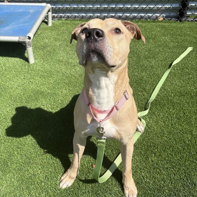 Skyler, a Adoptable Mixed Breed in Pittsburgh, PA image 5/6