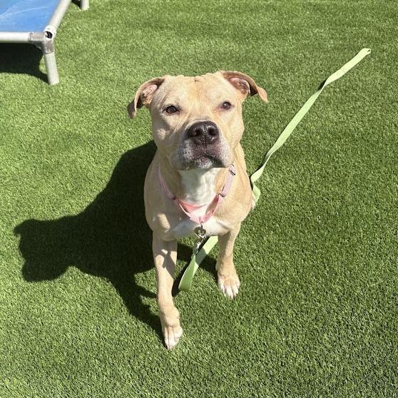 Skyler, a Adoptable Mixed Breed in Pittsburgh, PA image 6/6
