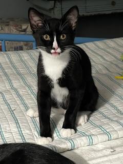 Jasper, a ADOPTABLE mixed breed in Haymarket, VA image 4/5