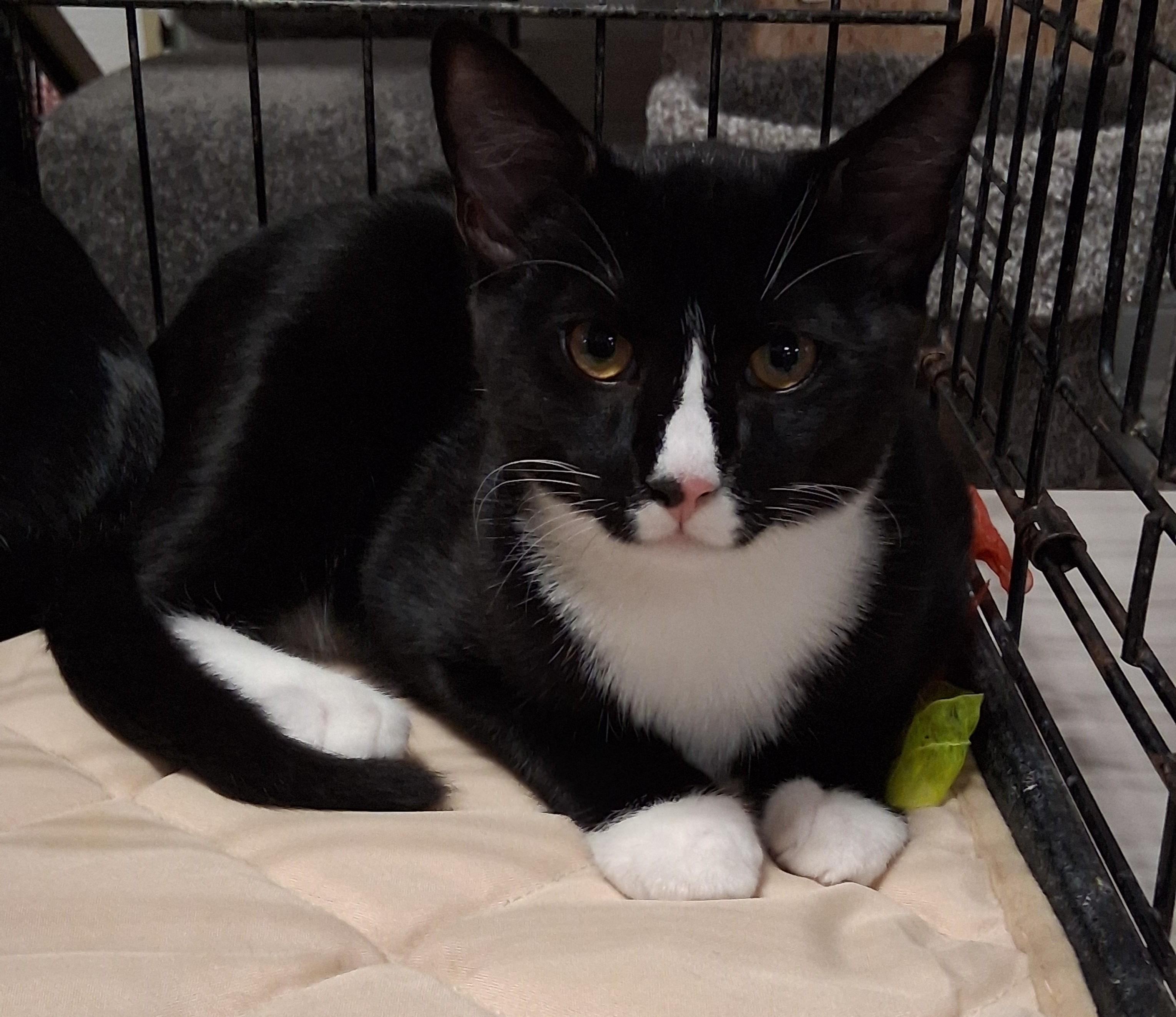 Jasper - holiday special, a ADOPTABLE mixed breed in Chantilly, VA image 6/6