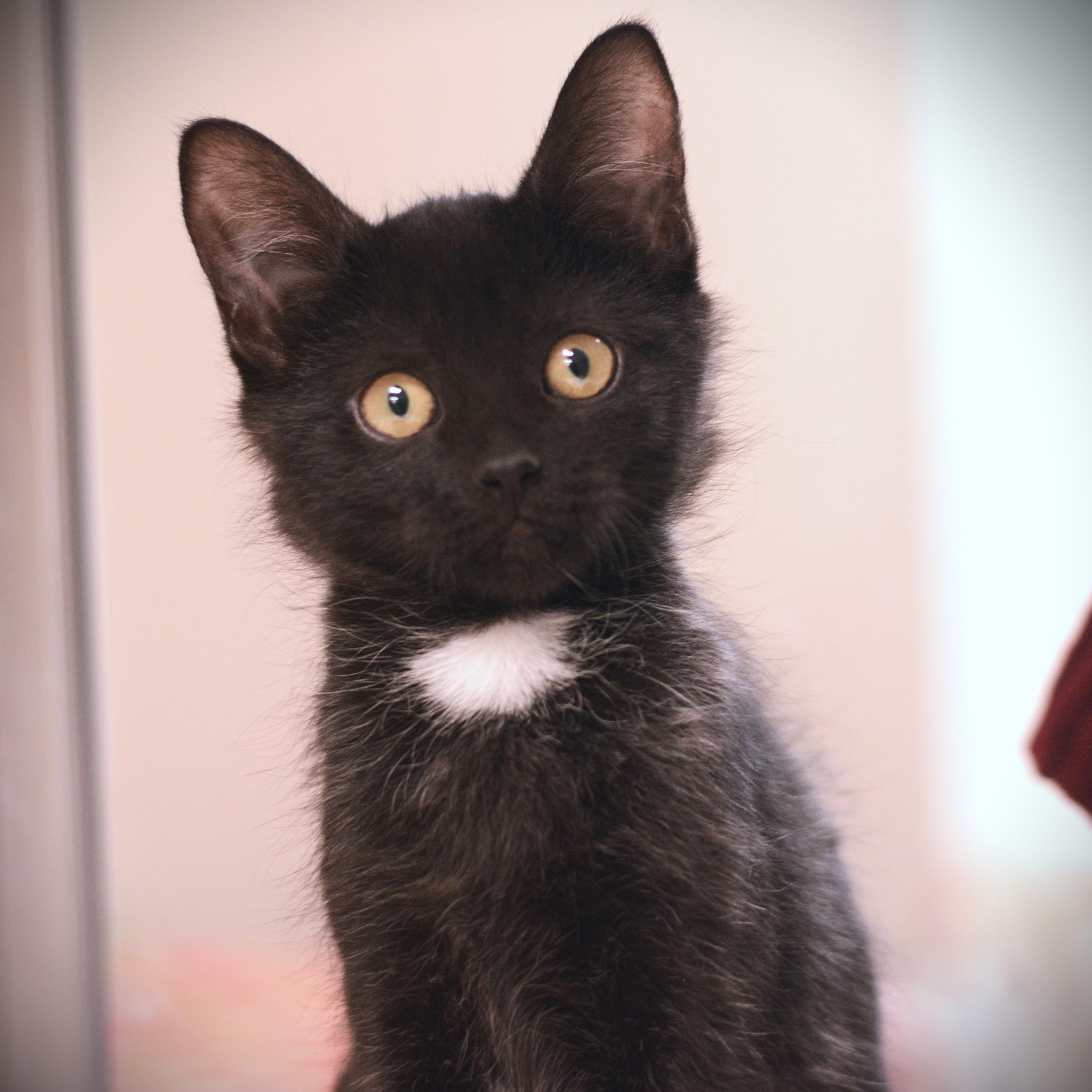 Wren, ADOPTABLE, Kitten Female Domestic Short Hair.