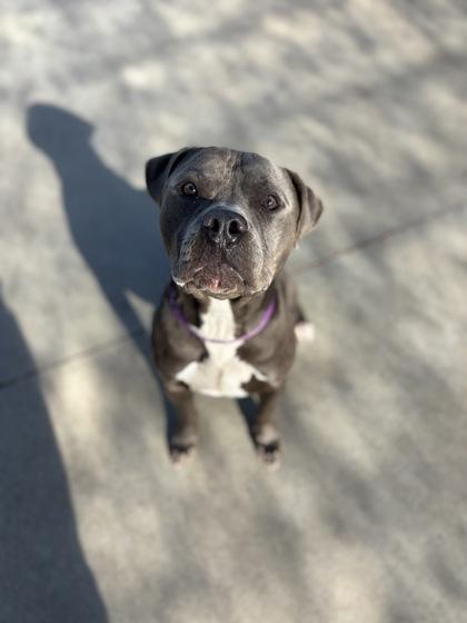 Roadhouse, Adoptable, Young Male Pit Bull Terrier & Mixed Breed.