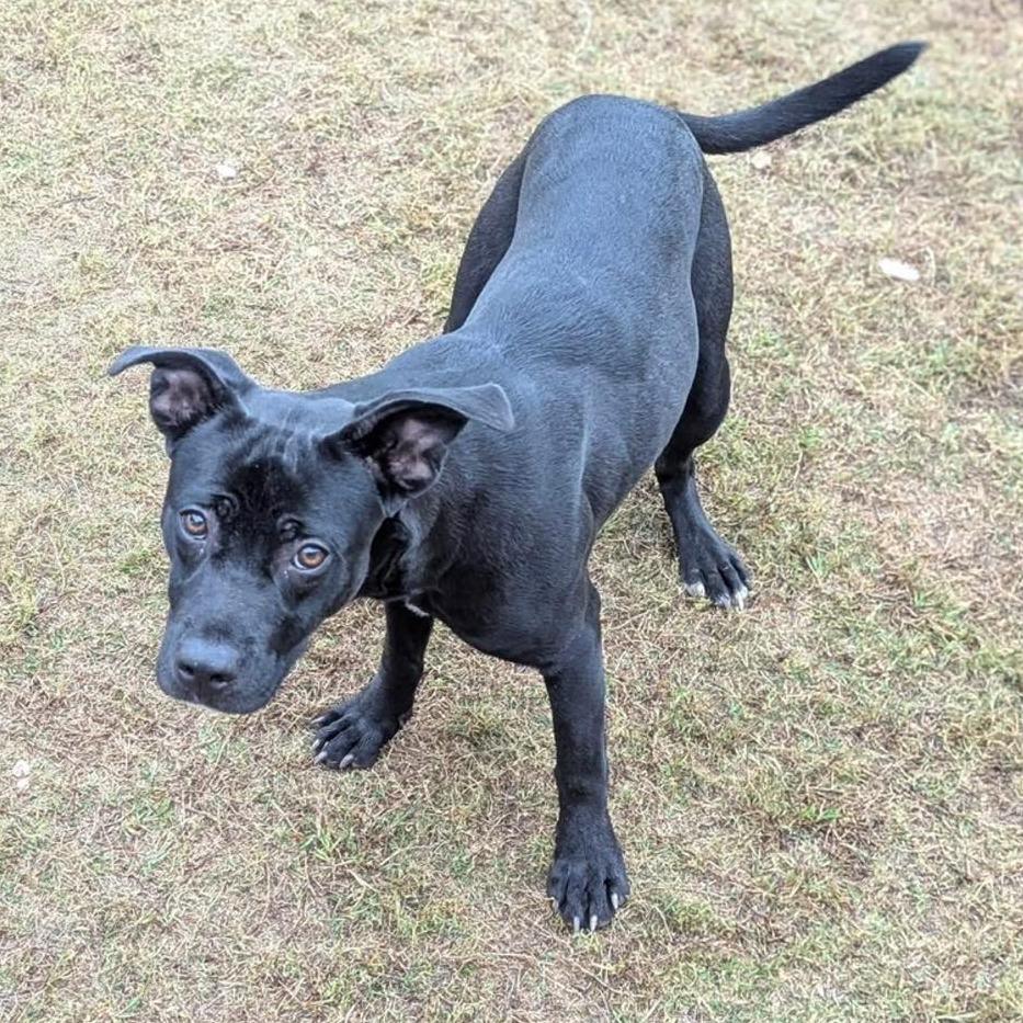 Enlarge LITTLE BIT  Available NOW - ADOPTION or RESCUE!, a Adoptable Mixed Breed in Nashville, NC image 1/2