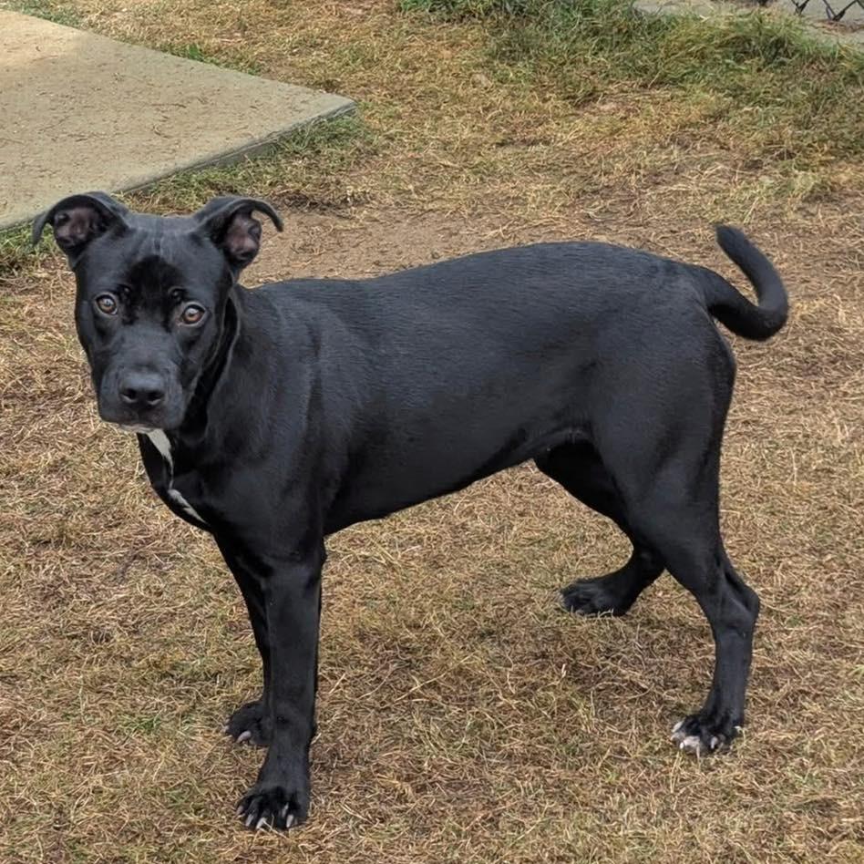 Enlarge LITTLE BIT  Available NOW - ADOPTION or RESCUE!, a Adoptable Mixed Breed in Nashville, NC image 2/2