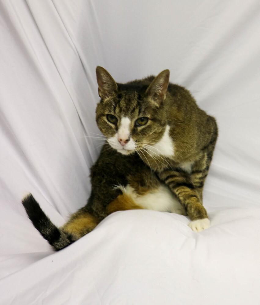 Enlarge Clyde, a ADOPTABLE Domestic Short Hair in Denver, CO image 5/6