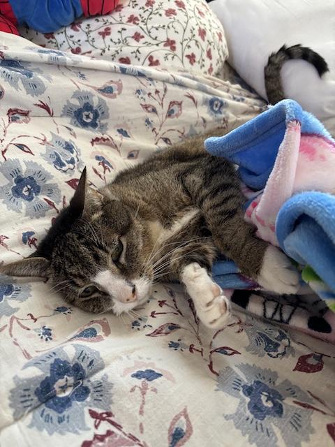 Enlarge Clyde, a ADOPTABLE Domestic Short Hair in Denver, CO image 3/6