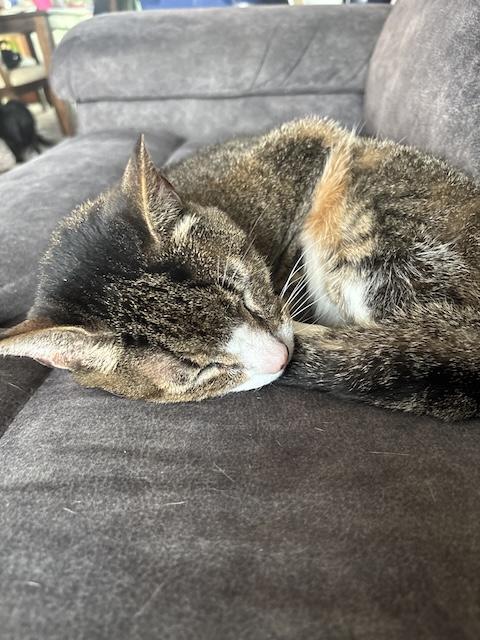 Enlarge Clyde, a ADOPTABLE Domestic Short Hair in Denver, CO image 2/6