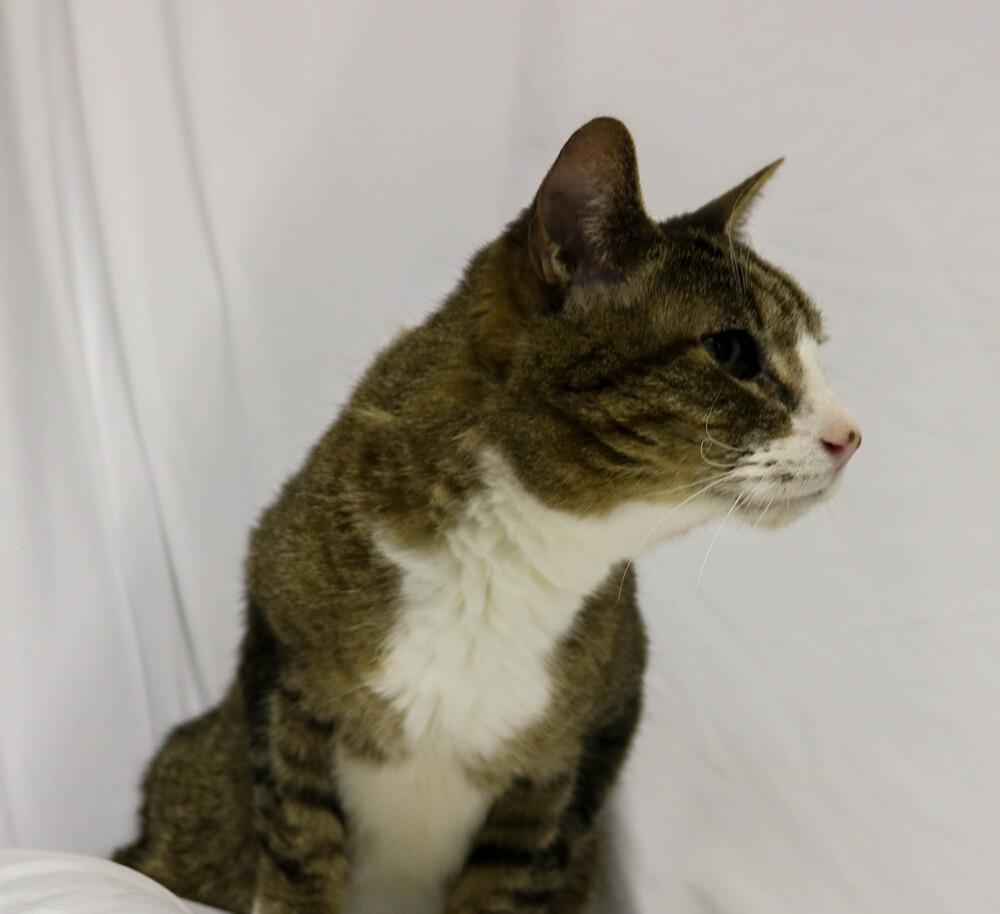 Enlarge Clyde, a ADOPTABLE Domestic Short Hair in Denver, CO image 6/6