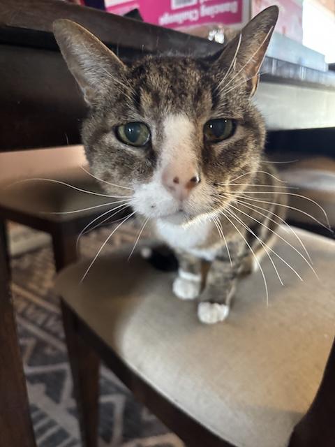 Enlarge Clyde, a ADOPTABLE Domestic Short Hair in Denver, CO image 1/6