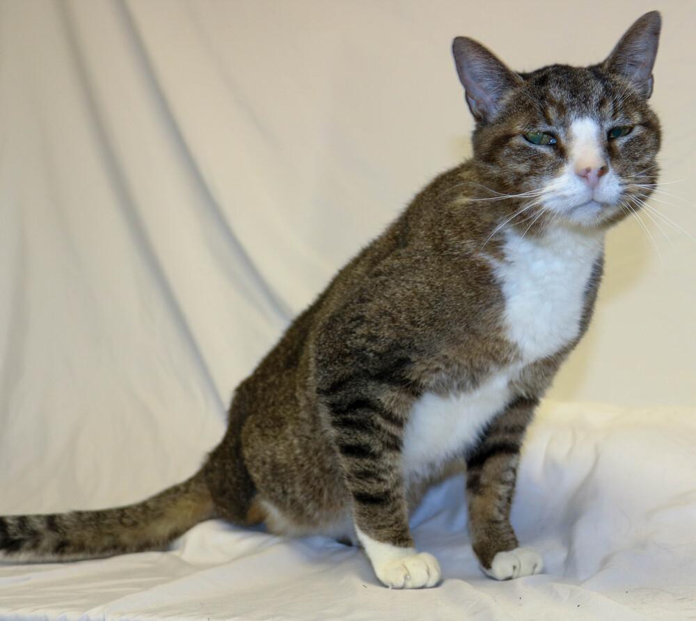 Enlarge Clyde, a ADOPTABLE Domestic Short Hair in Denver, CO image 4/6