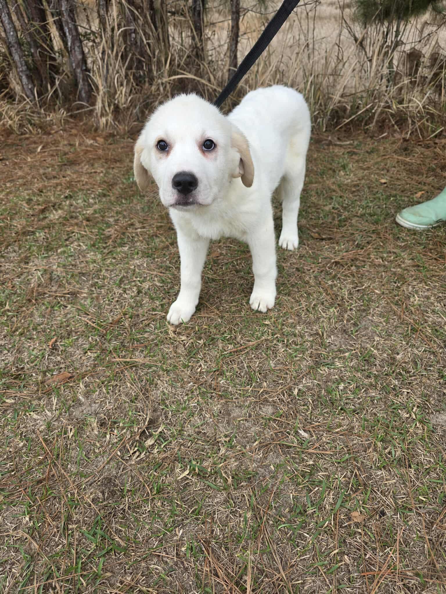 Enlarge Amarilla , a ADOPTABLE mixed breed in Wanaque, NJ image 3/5