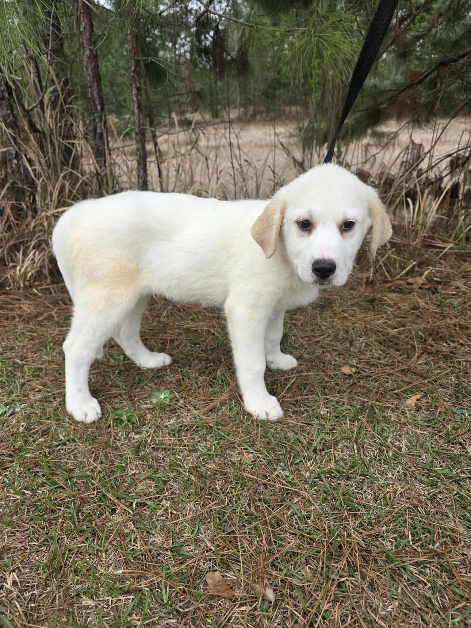 Enlarge Amarilla , a ADOPTABLE mixed breed in Wanaque, NJ image 4/5
