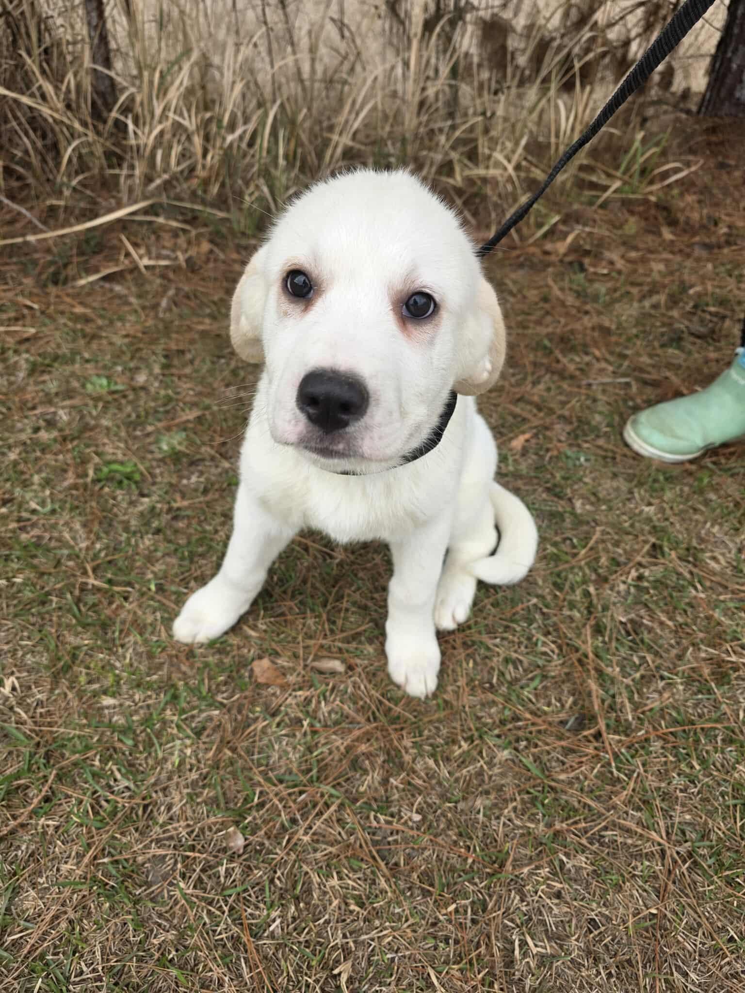 Enlarge Amarilla , a ADOPTABLE mixed breed in Wanaque, NJ image 5/5