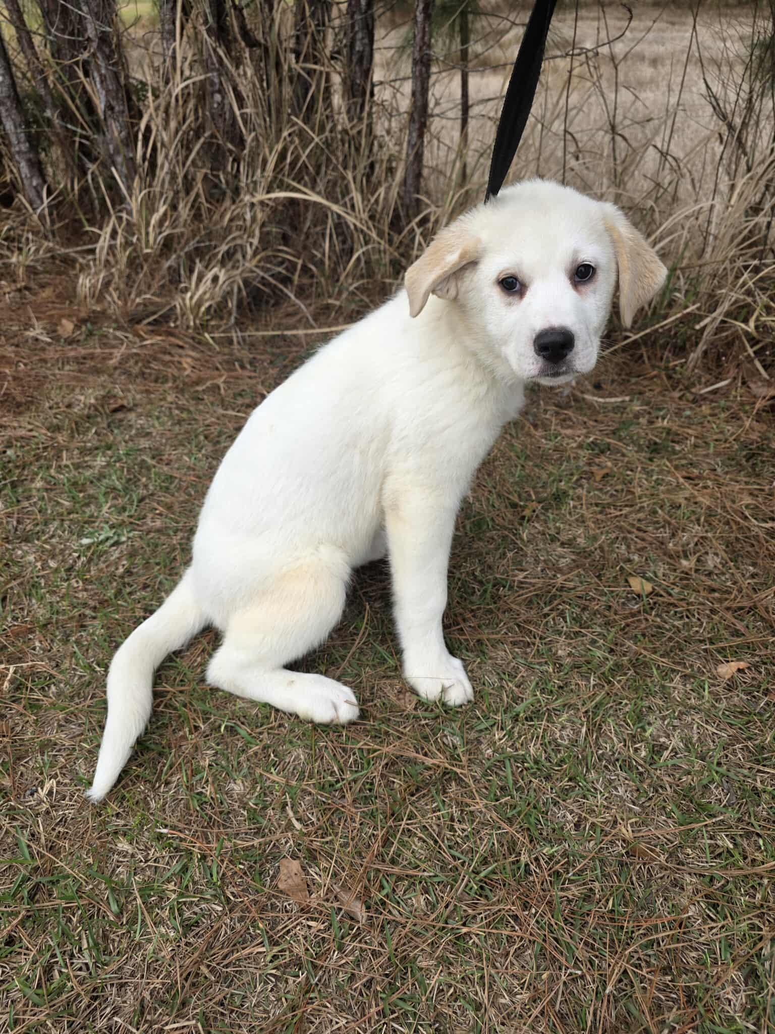 Amarilla , ADOPTABLE, Puppy Female Great Pyrenees & Labrador Retriever.