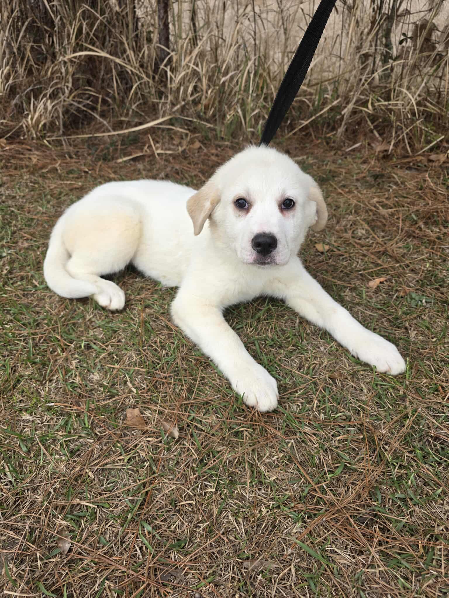 Enlarge Amarilla , a ADOPTABLE mixed breed in Wanaque, NJ image 2/5