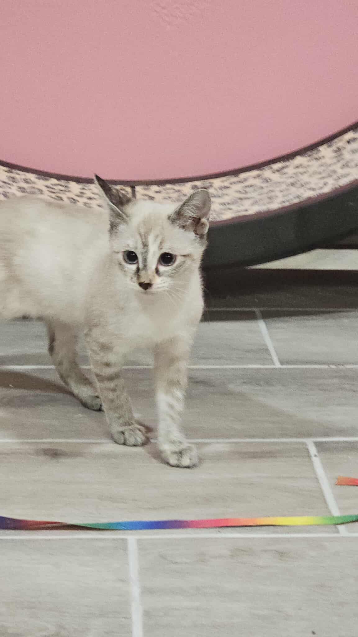 Enlarge Jailhouse Rock, a Adoptable American Shorthair in Granite Shoals, TX image 1/1