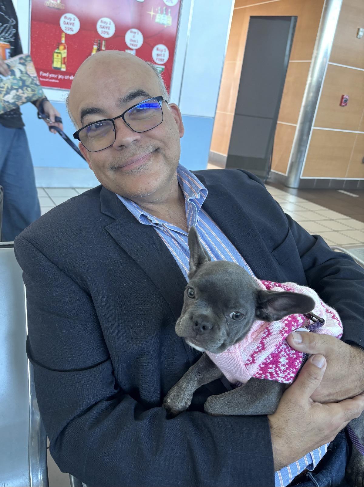 Enlarge Violet, a ADOPTABLE French Bulldog in White Plains, NY image 2/3