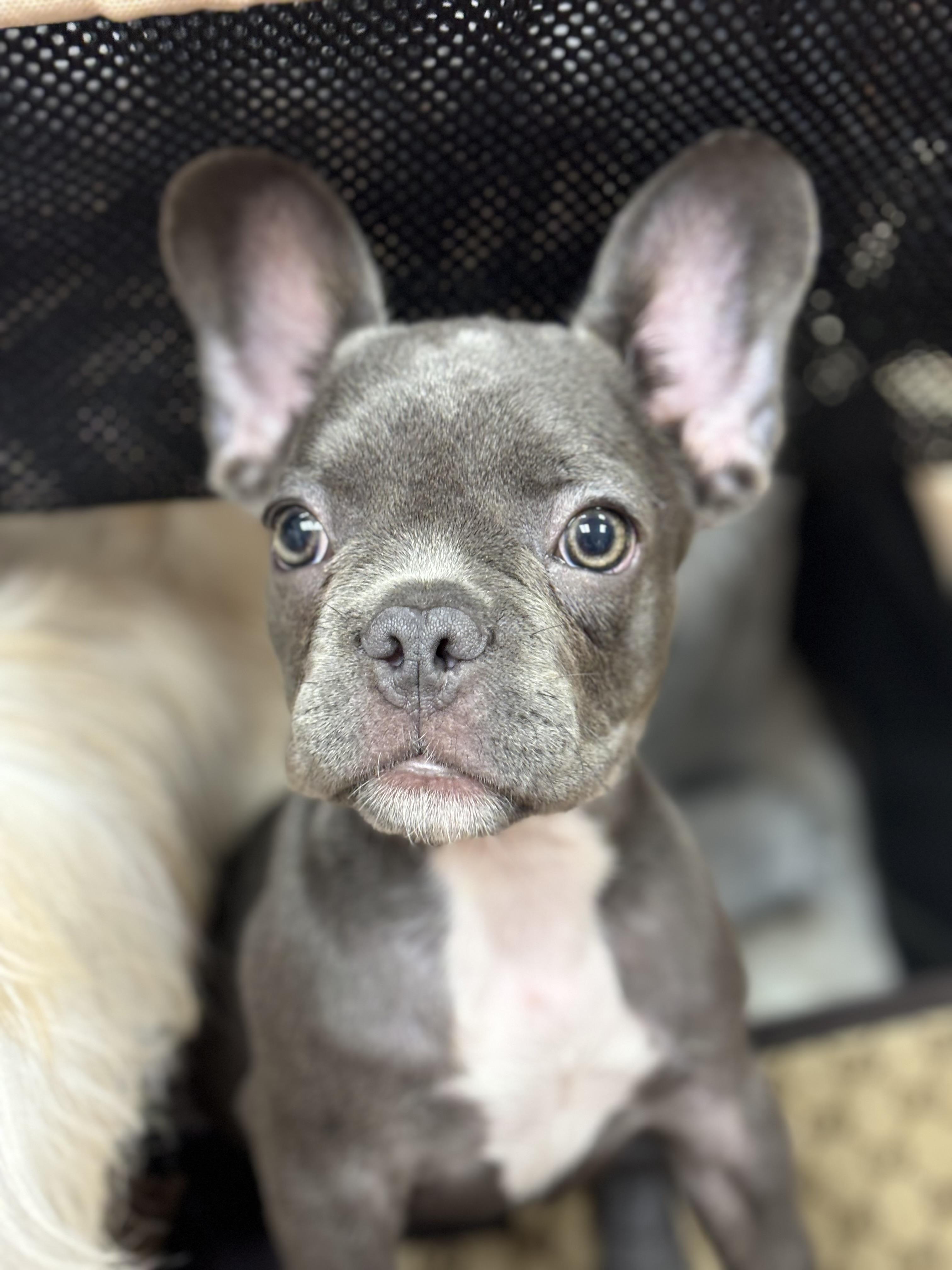 Violet, ADOPTABLE, Puppy Female French Bulldog.