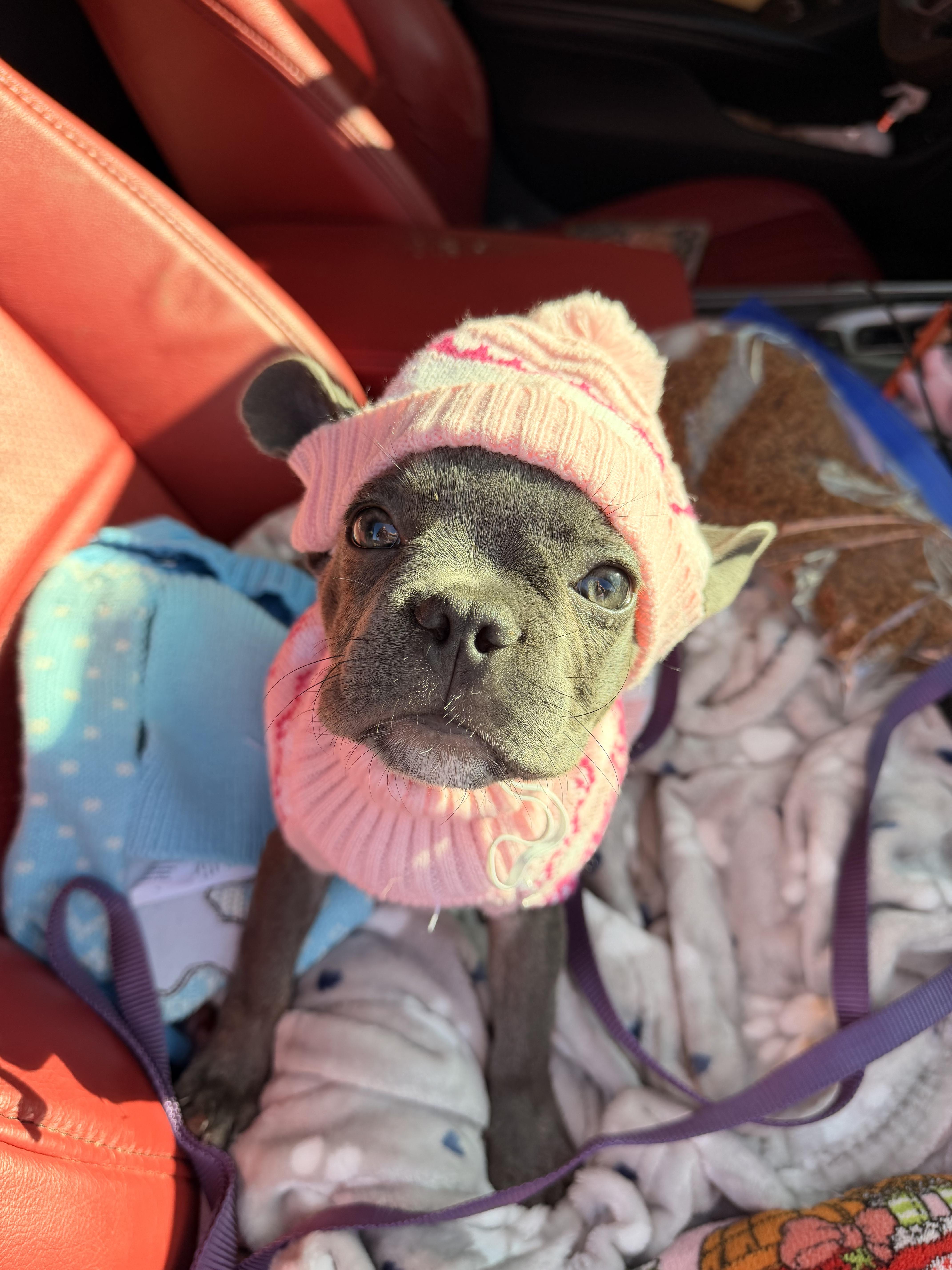 Enlarge Violet, a ADOPTABLE French Bulldog in White Plains, NY image 3/3