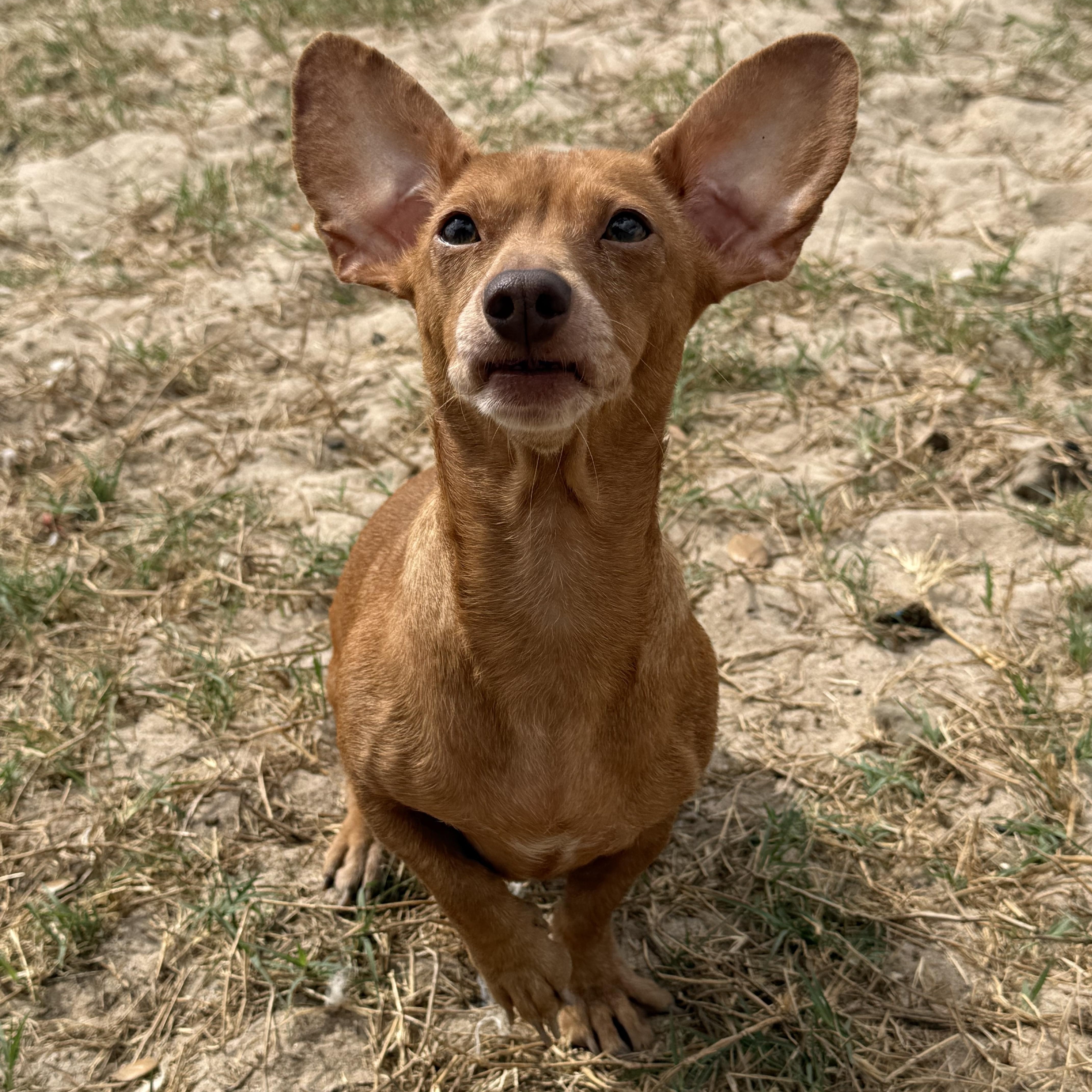 Enlarge Stevie, an adopted mixed breed in San Antonio, TX image 5/5