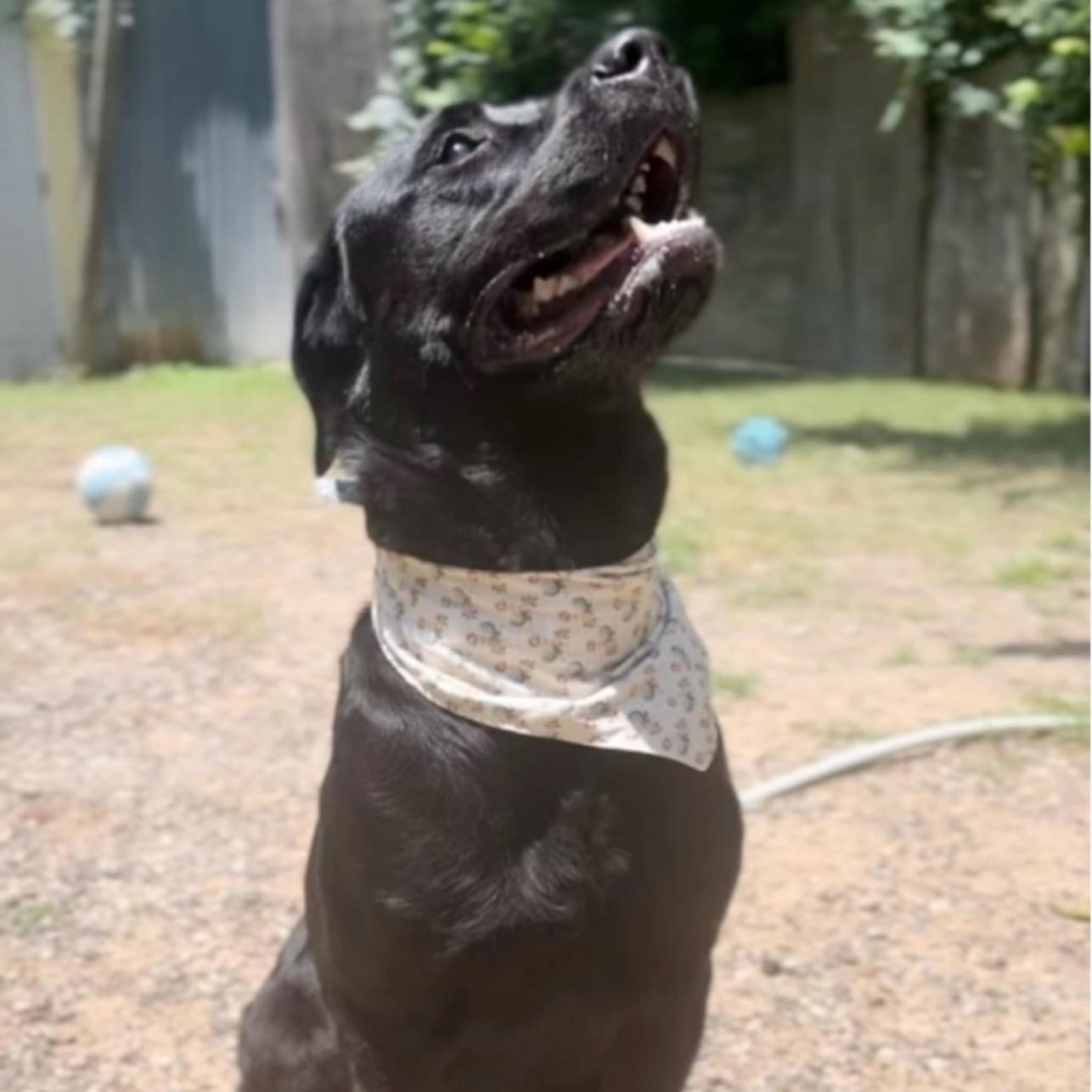 Coda — thumbnail 3