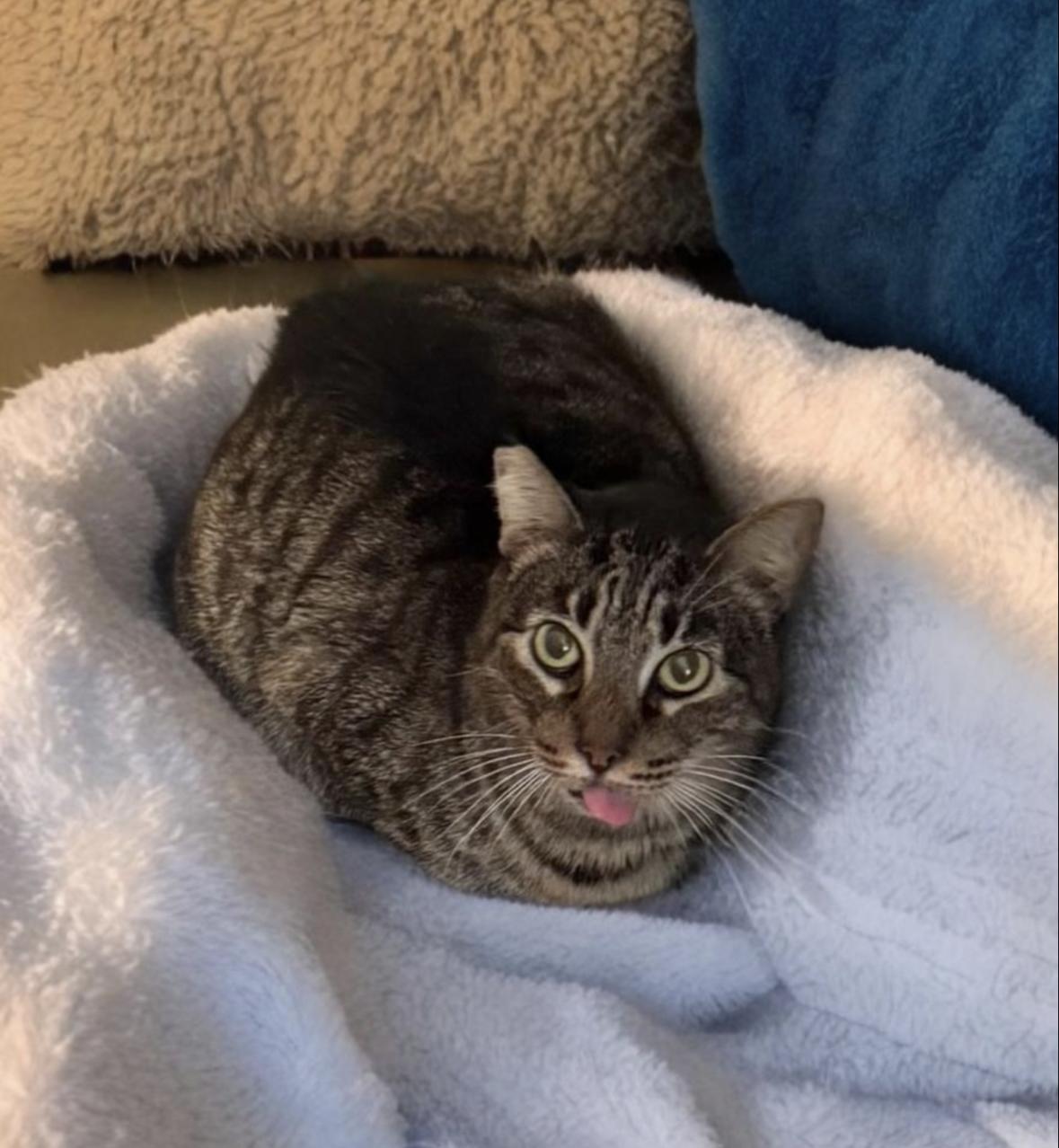 Enlarge Lizard, a Adoptable Domestic Short Hair in Denver, CO image 2/6