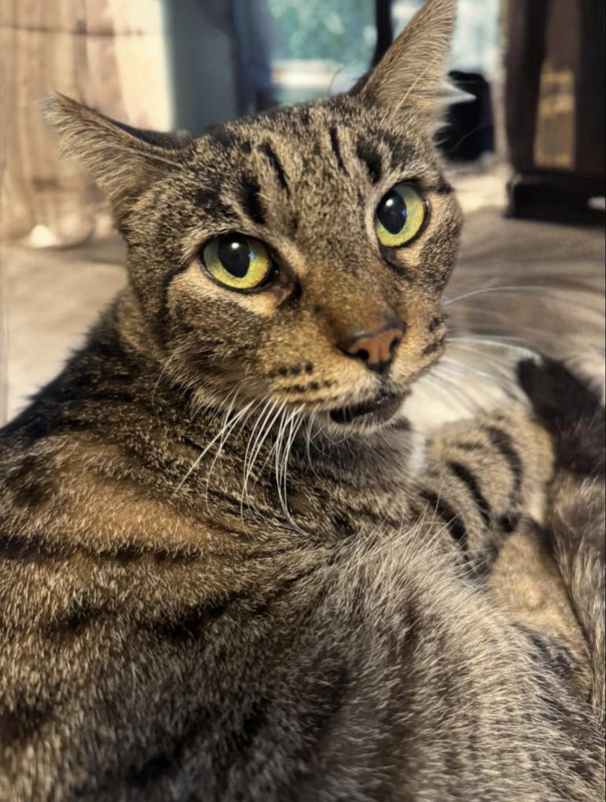 Enlarge Lizard, a Adoptable Domestic Short Hair in Denver, CO image 5/6