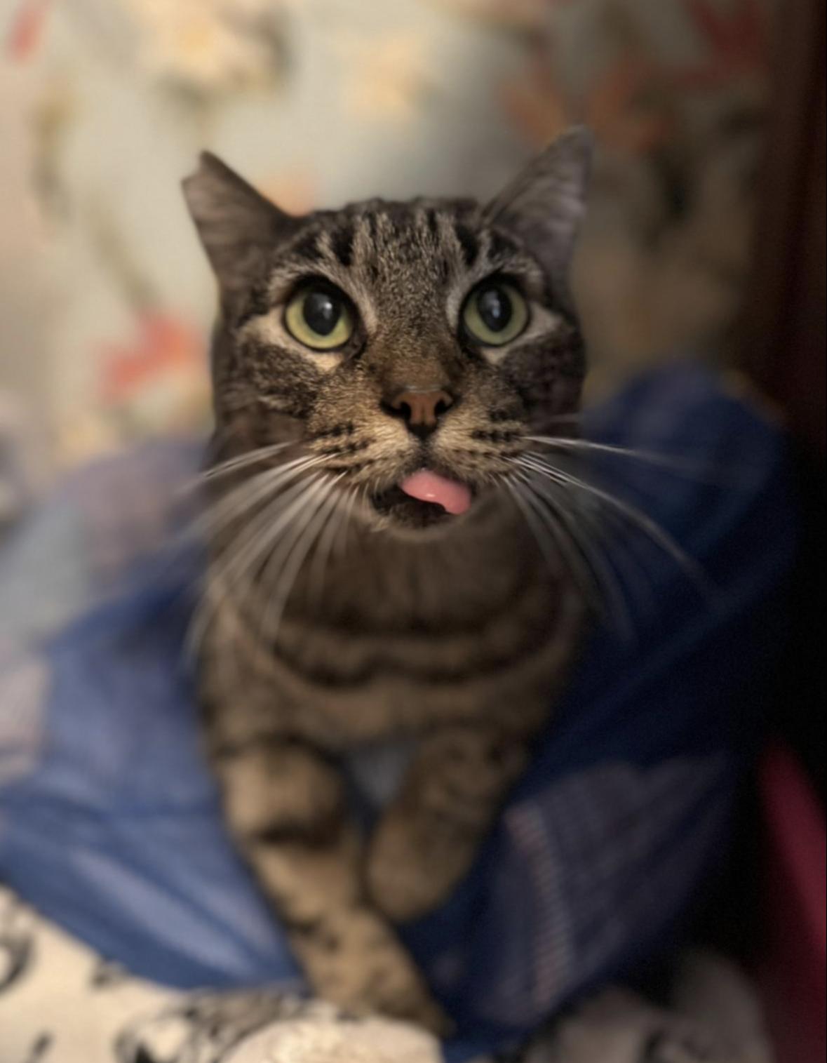 Enlarge Lizard, a Adoptable Domestic Short Hair in Denver, CO image 3/6