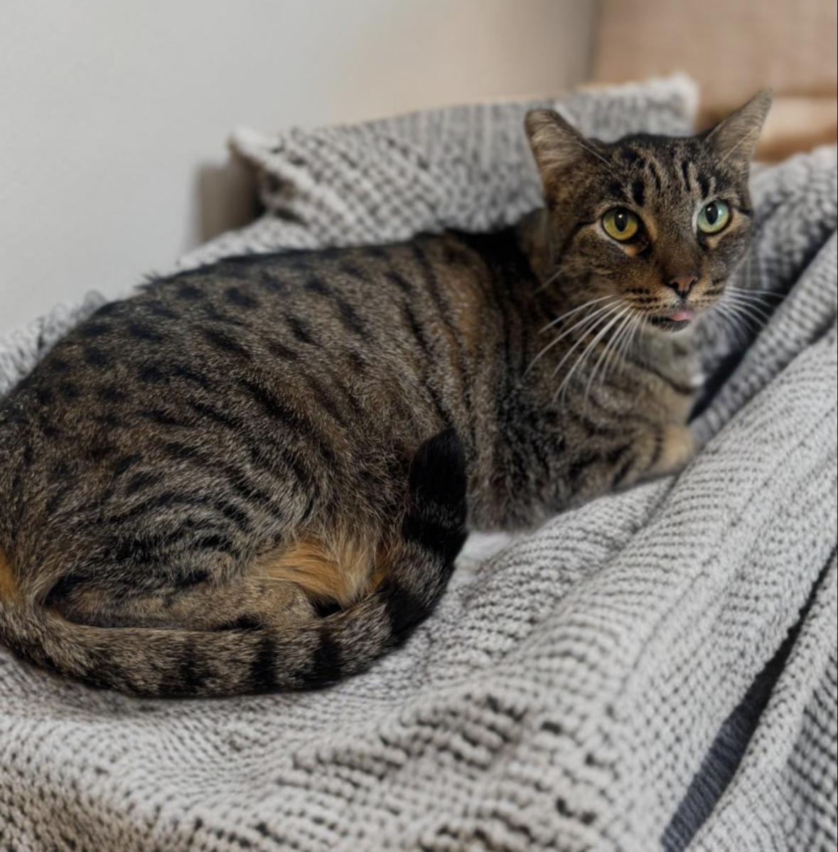 Enlarge Lizard, a Adoptable Domestic Short Hair in Denver, CO image 4/6
