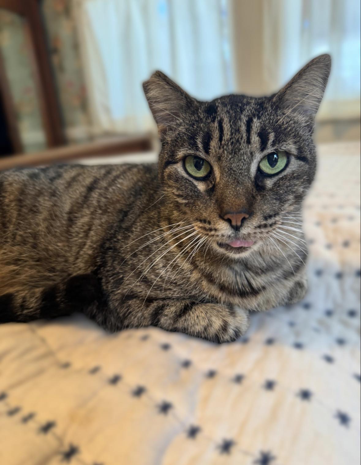 Enlarge Lizard, a Adoptable Domestic Short Hair in Denver, CO image 1/6