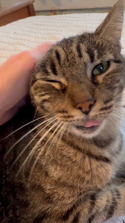 Enlarge Lizard, a Adoptable Domestic Short Hair in Denver, CO video 6/6