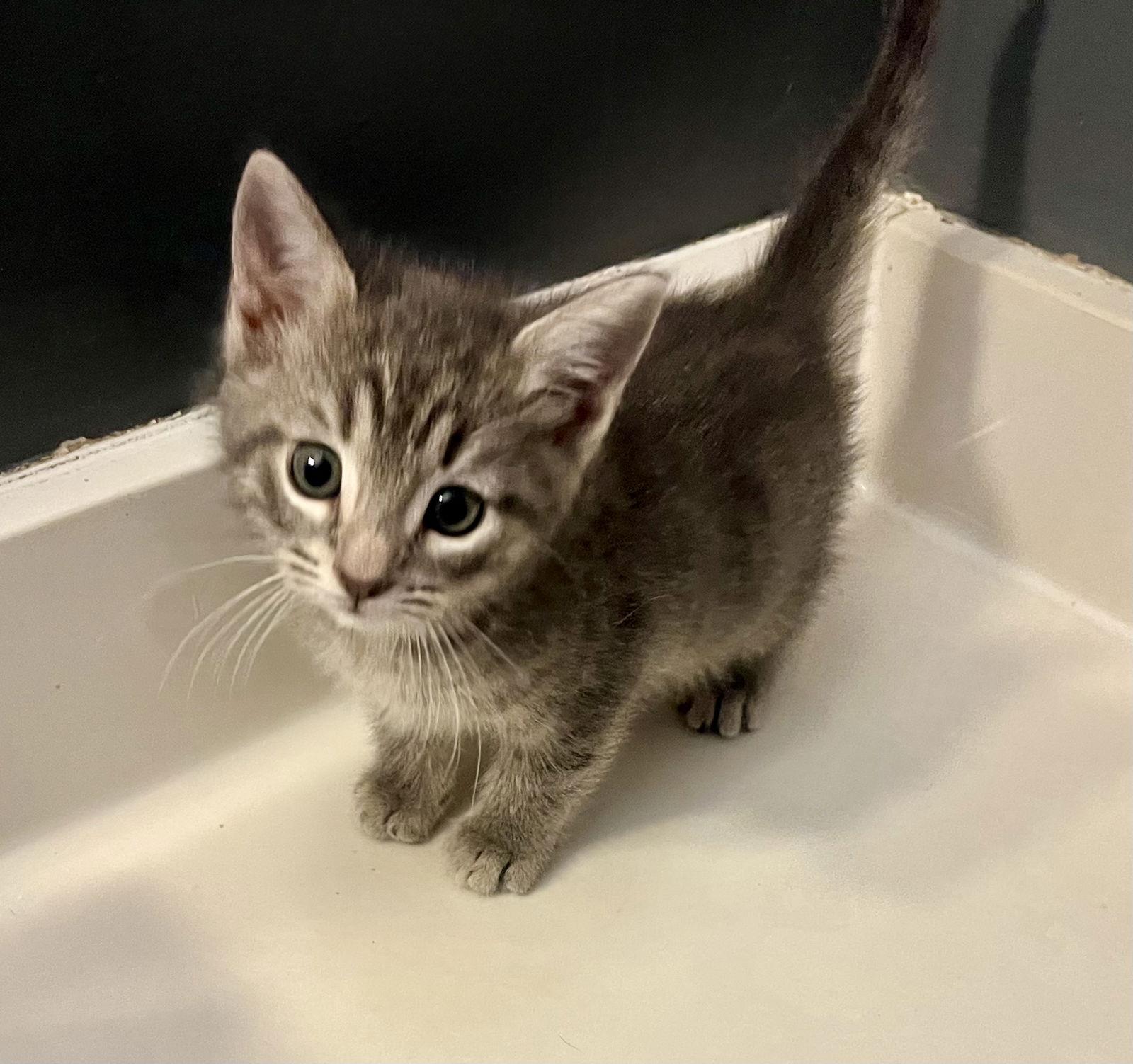 Pigeon, Adoptable, Kitten Male Domestic Short Hair.