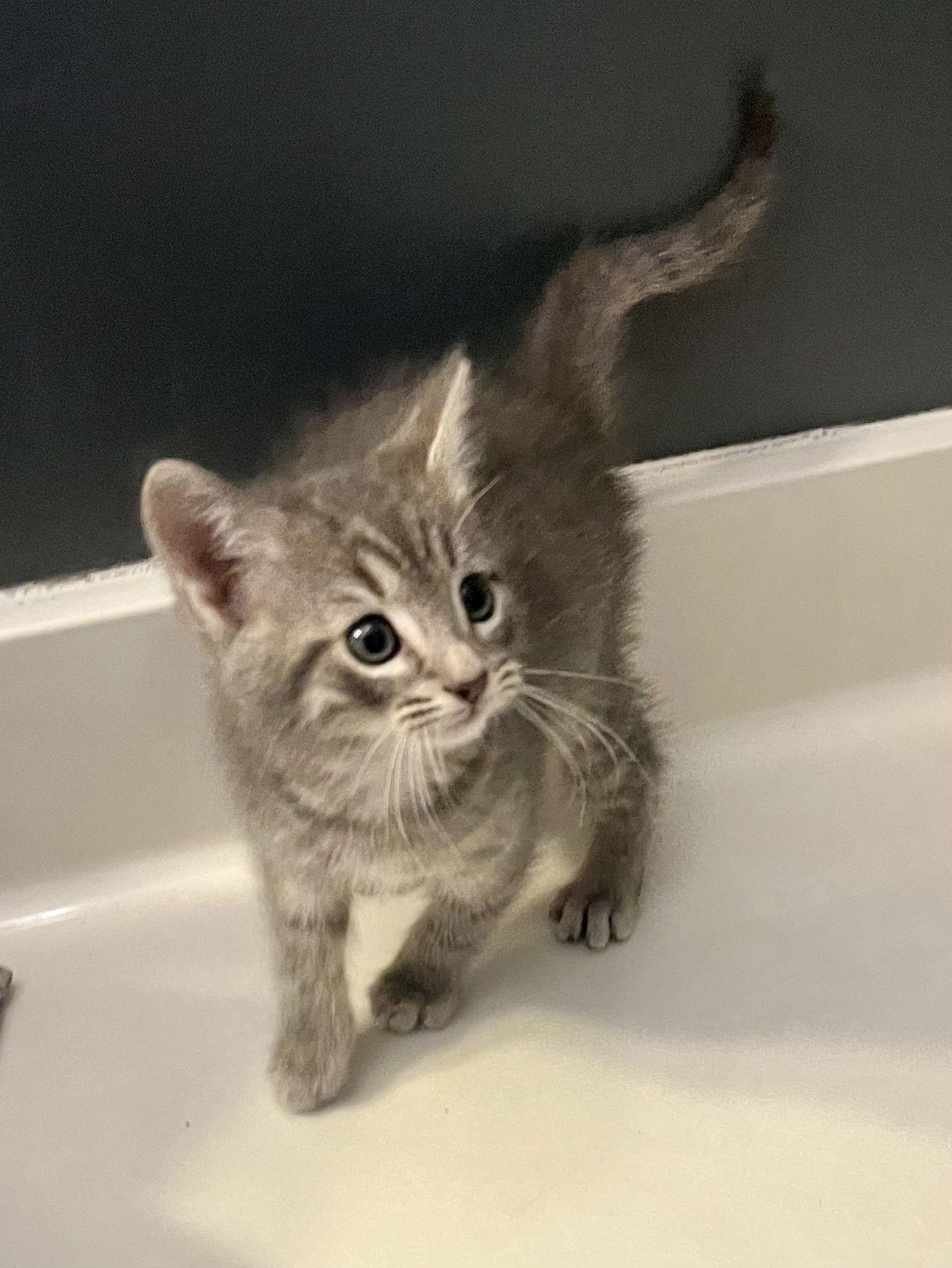 Pigeon, a Adoptable Domestic Short Hair in Lexington, SC image 2/3