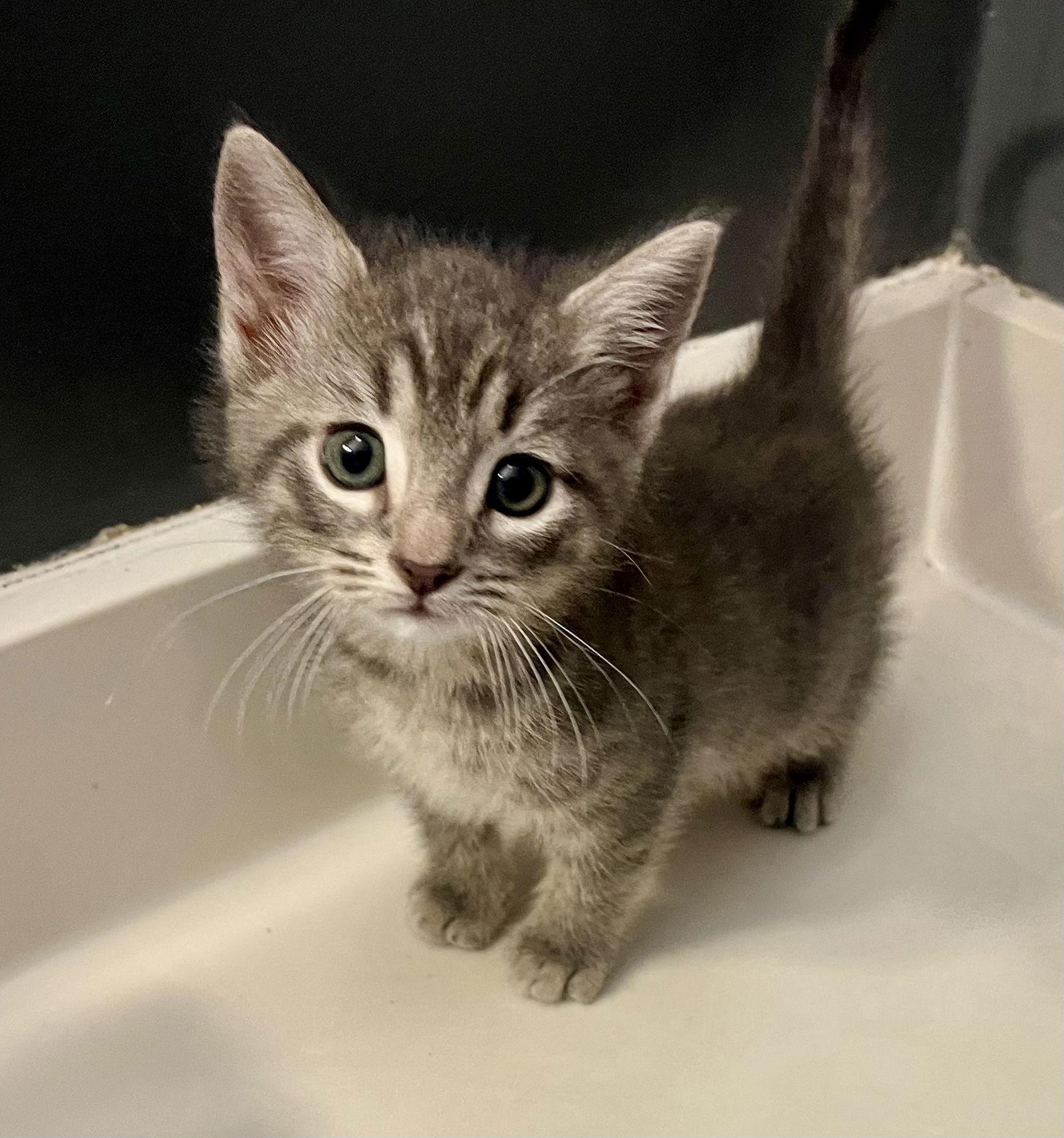 Pigeon, a Adoptable Domestic Short Hair in Lexington, SC image 3/3
