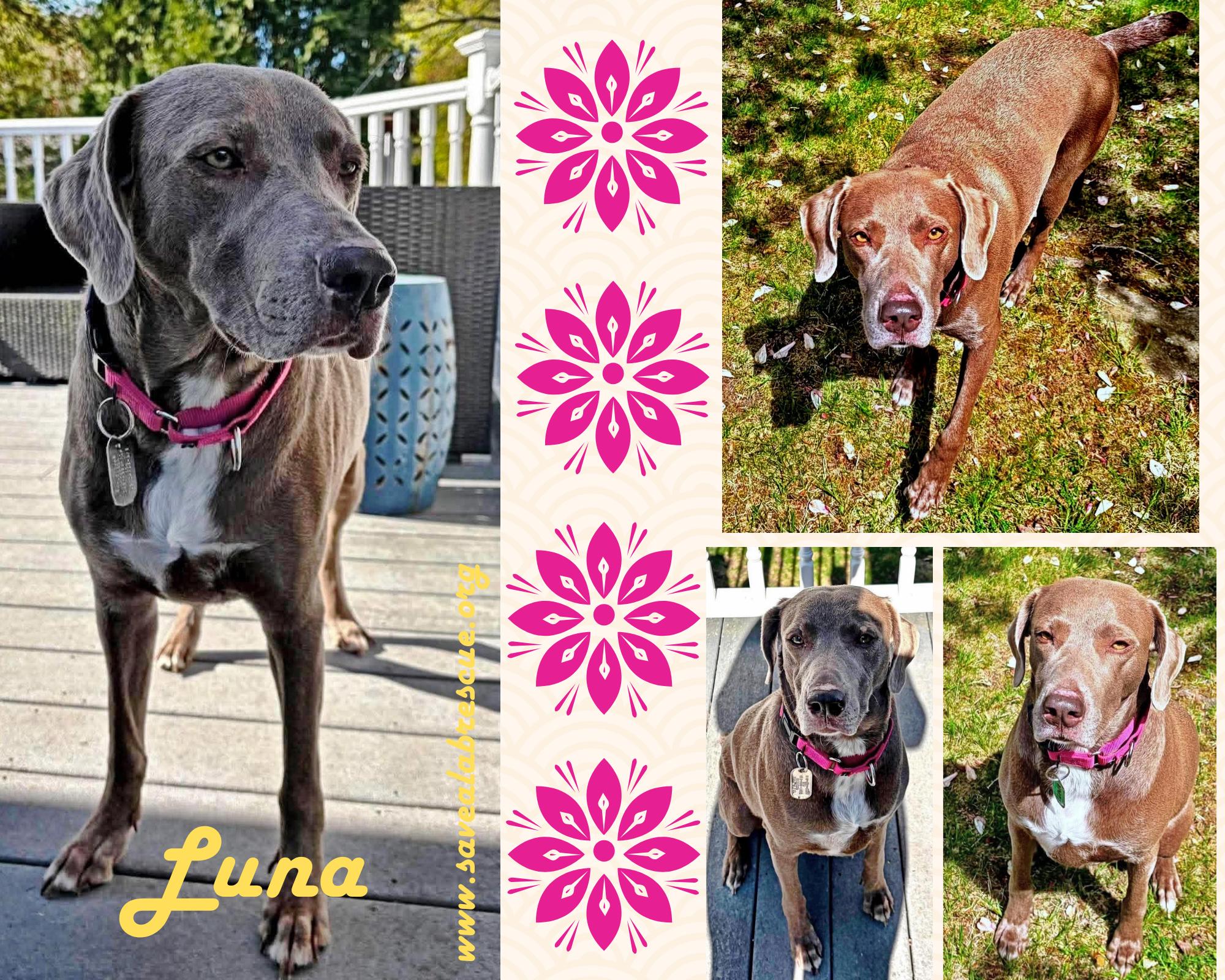 Luna, ADOPTABLE, Adult Female Labrador Retriever & Weimaraner.