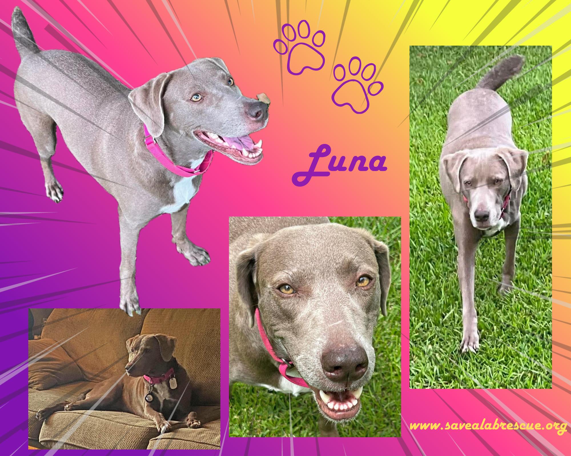 Luna, ADOPTABLE, Adult Female Labrador Retriever & Weimaraner.