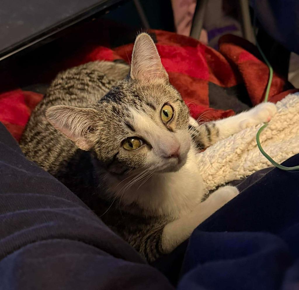 Estelle, Adoptable, Young Female Domestic Short Hair.