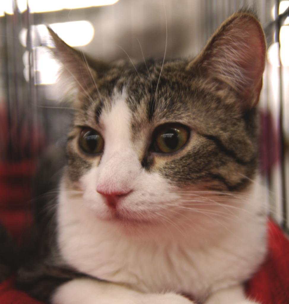 Enlarge Estelle, a Adoptable mixed breed in Shell Lake, WI image 3/5