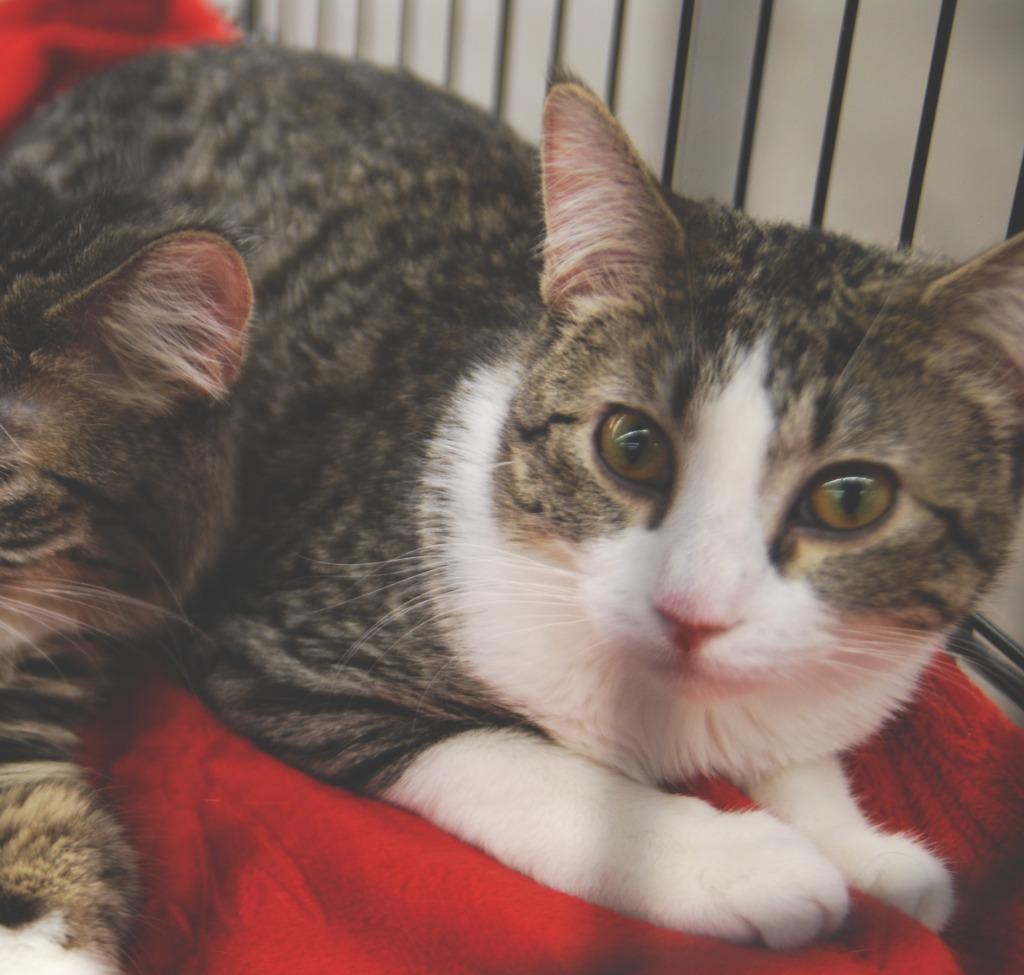 Estelle, Adoptable, Kitten Female Domestic Short Hair.