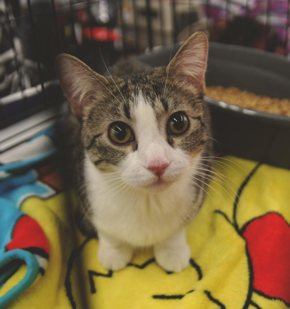 Enlarge Estelle, a Adoptable mixed breed in Shell Lake, WI image 5/5