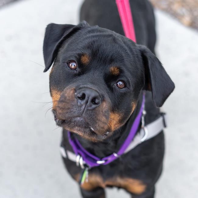 Cypress, Adoptable, Young Female Rottweiler.