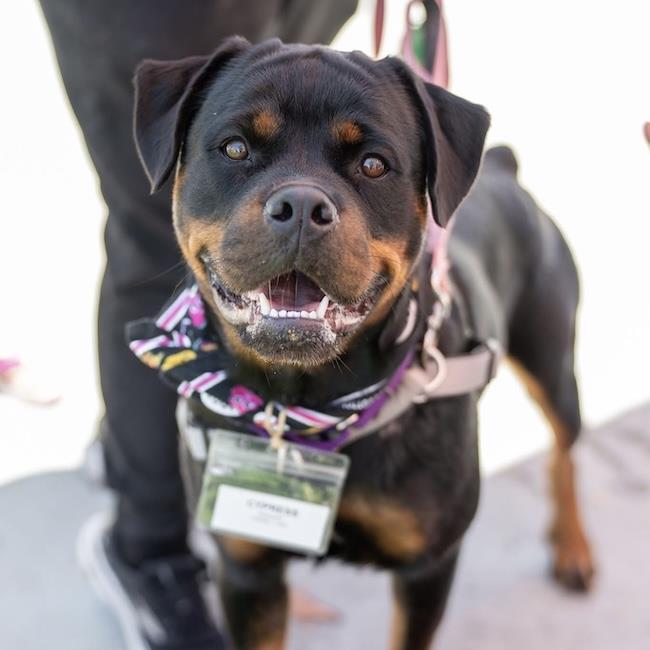 Enlarge Cypress, a Adoptable Rottweiler in San Diego, CA image 2/3