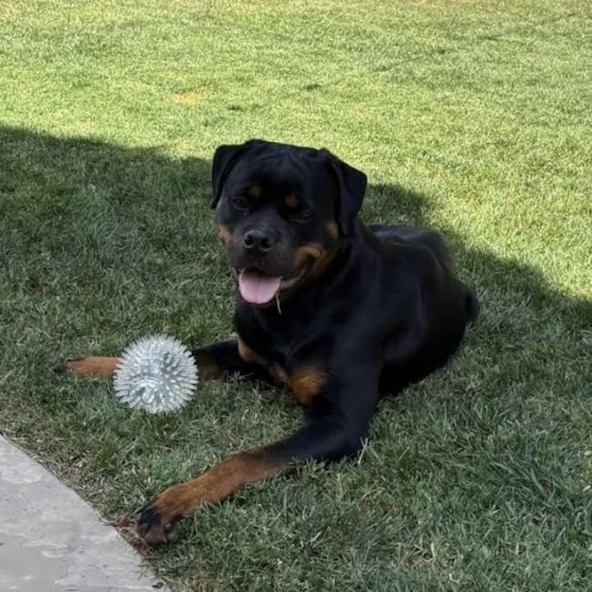 Cypress, Adoptable, Young Female Rottweiler.