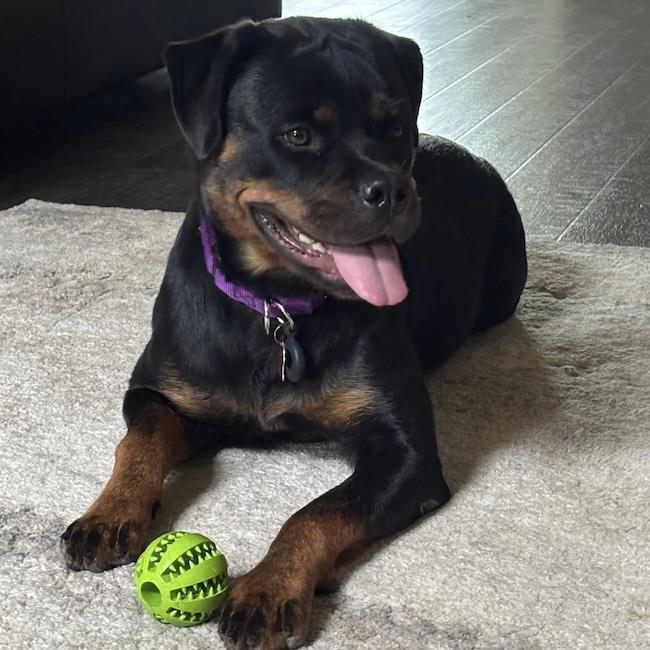 Enlarge Cypress, a Adoptable Rottweiler in San Diego, CA image 2/3