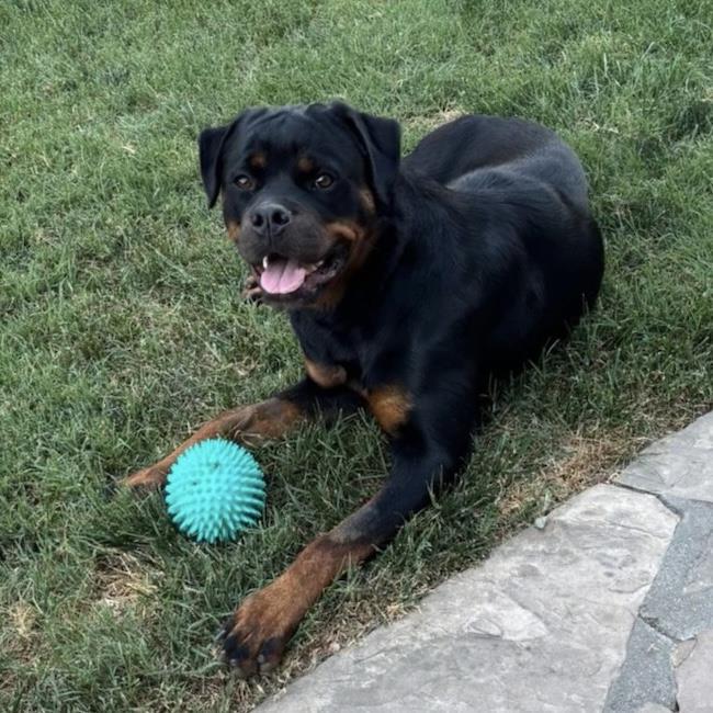 Enlarge Cypress, a Adoptable Rottweiler in San Diego, CA image 3/3