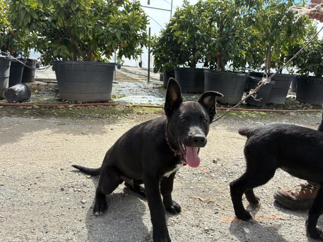 Enlarge DYLAN, a Adoptable mixed breed in San Martin, CA image 1/1